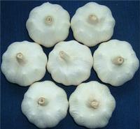 Fresh garlic