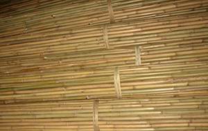 Tonkin cane/tsinglee cane