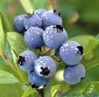 Cranberry Extract 