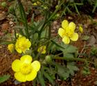 dandelion extract
