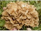 shiitake Mushroom Extract 