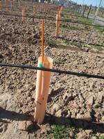  tomato stake, pepper stake, flower stake, vine training stake, raspberry stake, blueberry trellis