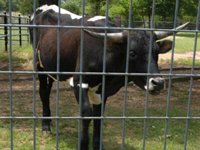 Welded Wire Cattle Panels
