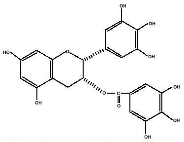 EGCG 98%
