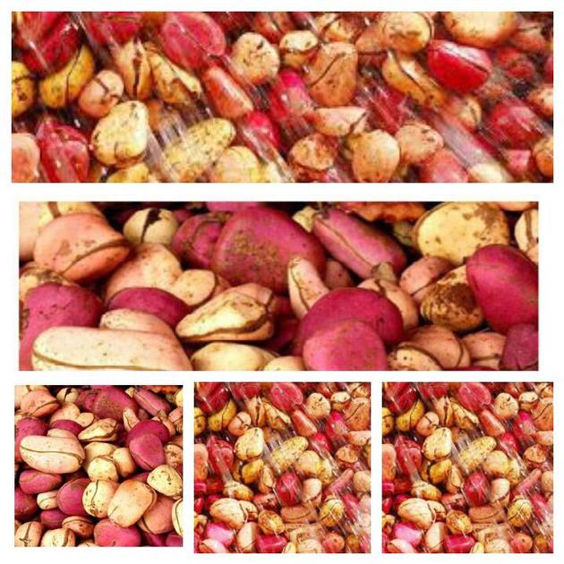 Kola nut