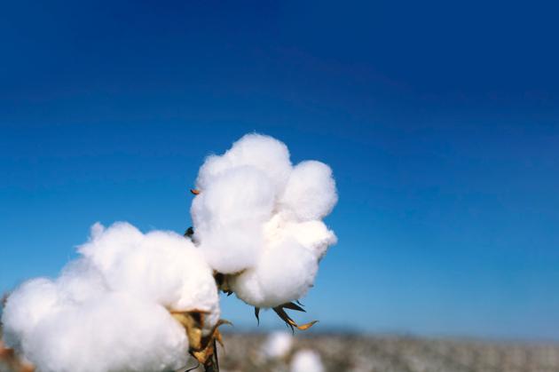 100% Organic Cotton Spunlace Nonwoven Fabric