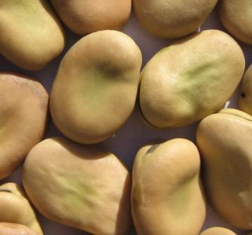 Broad beans