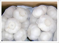 Garlic