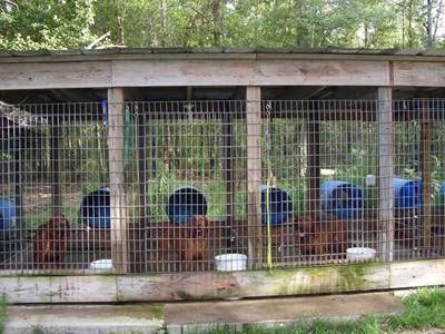 Welded Animal Pen And Cage
