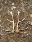 Elk Antlers and Cow horns