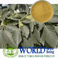  Eucommia Leaf Extract Eucommia Chlorogenic Acid 98