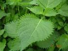 Perilla Leaf Extract