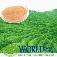 98% Tea Polyphenol Green Tea Extract Powder EGCG 