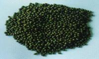 Green Mung Bean