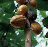 Cacao Extract