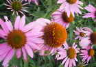Echinacea Purpurea Extract