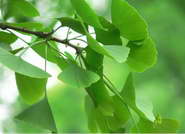 Ginkgo Biloba Leaf Extract