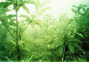 Magnolia Extract