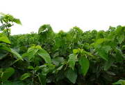 Mulberry Leaf Extract