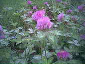 Red Clover Extract