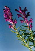 Scutellaria Extract