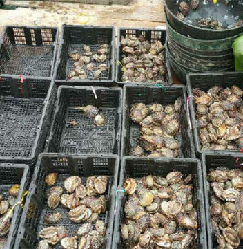 Abalone Seafood Plastic Basket BYK 1