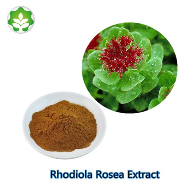 Rhodiola Root Powder Rhodiola Powder Stress