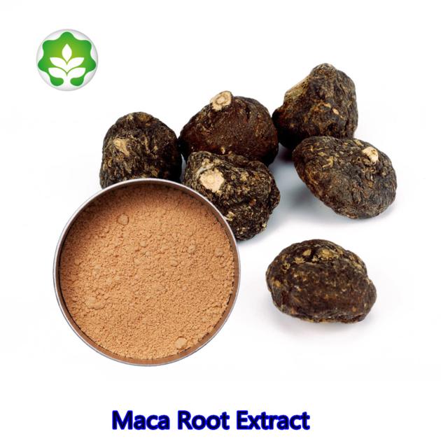 Natural Maca Root Extract Wholesale Price