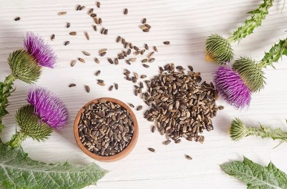 Dried Milk Thistle Seeds Extract Powder