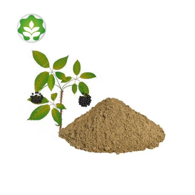 gmp certificated eleuthero senticosus extract powder enhance immunity