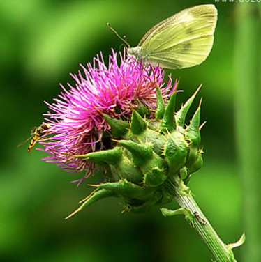 Organic Milk Thistle Extract Powder For