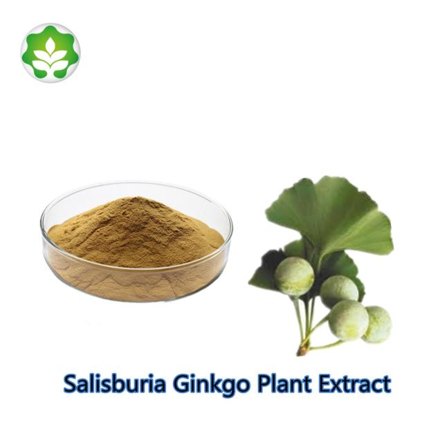 salisburia ginkgo plant extract terpene lactones vegetarian nutritional supplement