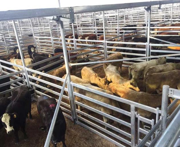 Square Pipe Cattle panels