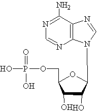 adenosine monophosphate