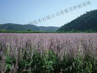 sell clary sage oil-Xi'an App Chem-Bio(Tech)Co., Ltd