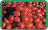 tomato paste