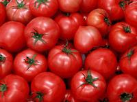 tomato