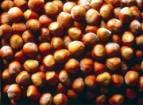hazelnut