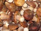 boletu edulis
