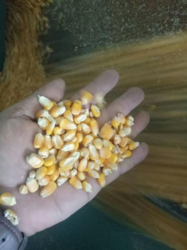 WEBEST New Technology CCD Camera Corn