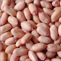 GroundNut or peanut