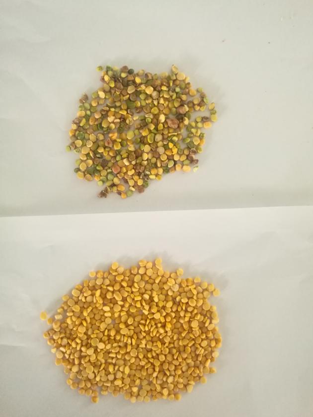 China Factory Price WEBEST Peeling Bean