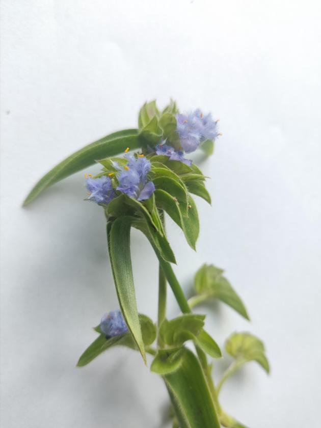 Natural Cyanotis Arachnoidea Extract Ecdysterone Powder