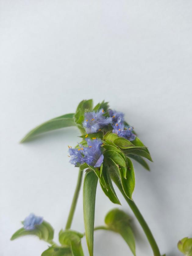 Natural Cyanotis Arachnoidea Extract Ecdysterone Powder
