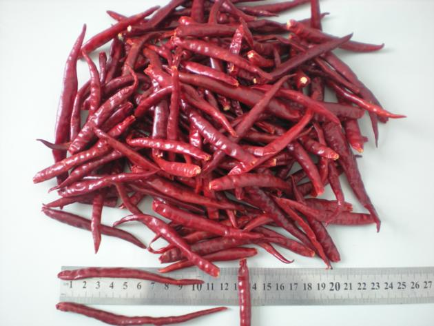 Yunnan Chilli stemless