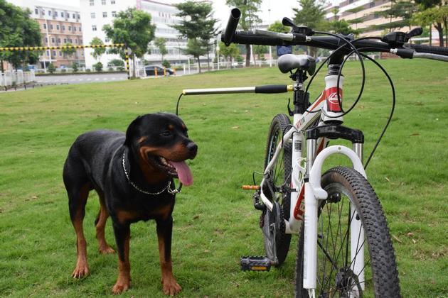 yufeng B-02-1 hands free stainless stell dog bike leash for walking dogs