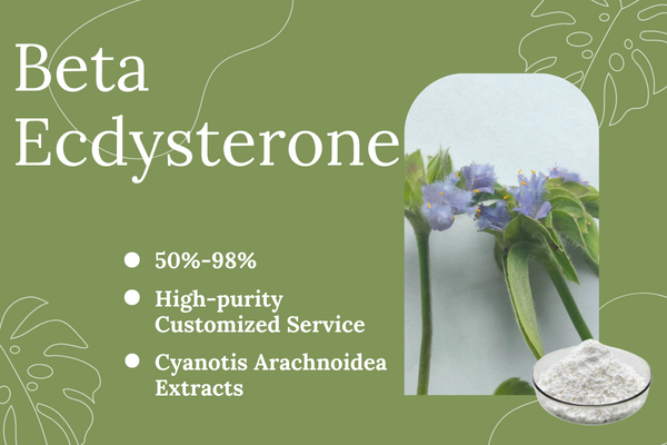 Natural Cyanotis Arachnoidea Extract Ecdysterone Powder 98% CAS 5289-74-7 Beta Ecdysterone