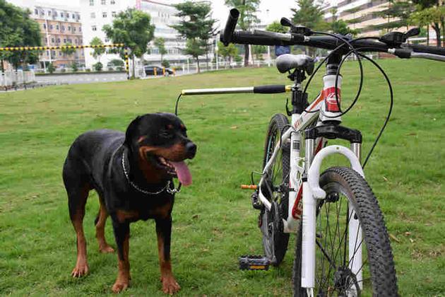 Best quality dog bicycle leash, hands free bike exerciser lead for dogs,walking &exercising together
