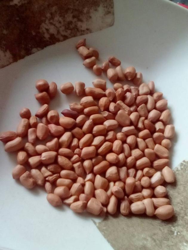 Non-GMO Peanut