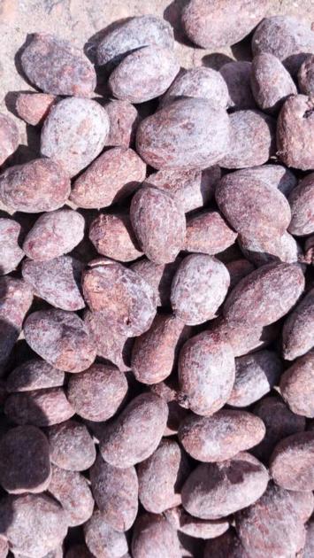 Shea nuts
